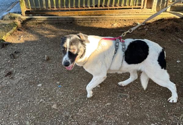 Cookie, una splendida meticcia Foto 4